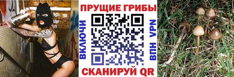 Псилоцибиновые грибы прущие грибы  Верхний Уфалей 